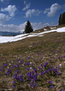 Krokusse im Frühling